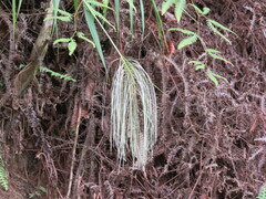 Gleichenella pectinata
