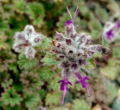 Dracocephalum stamineum