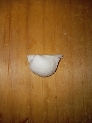 Arcoidea