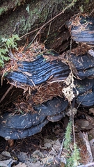 Fomitopsis ochracea