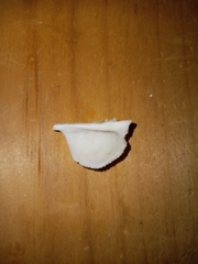 Arcoidea