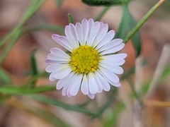 Erigeron modestus