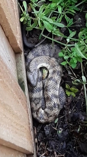 Tiger Snake sighting