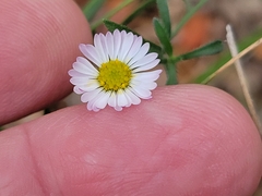 Erigeron modestus