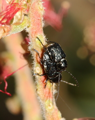 Aporocera scabrosa