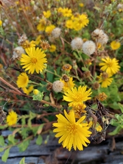 Rayjacksonia phyllocephala