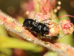 Aporocera scabrosa