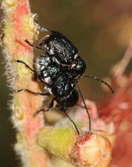 Aporocera scabrosa