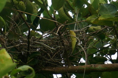 Tyrannus savana monachus