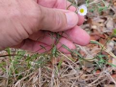 Erigeron modestus