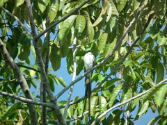 Tyrannus savana monachus