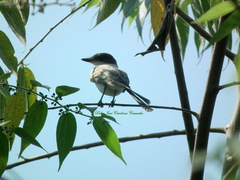 Tyrannus savana monachus