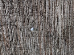 Aleyrodes proletella