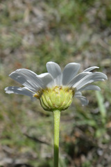 Leucanthemum pallens
