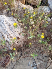 Rayjacksonia phyllocephala