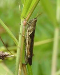 Stenocatantops cornelii