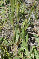 Leucanthemum pallens