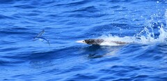 Cheilopogon melanurus