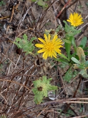 Rayjacksonia phyllocephala