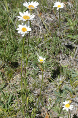 Leucanthemum pallens