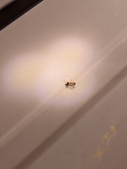 Camponotus sansabeanus