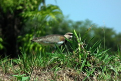 Vanellus chilensis cayennensis