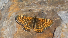 Melitaea deione