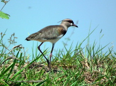 Vanellus chilensis cayennensis