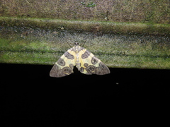 Pantherodes