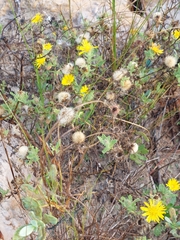 Rayjacksonia phyllocephala