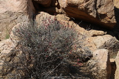 Dyerophytum africanum