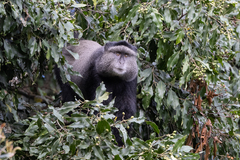 Cercopithecus mitis