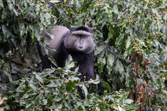 Cercopithecus mitis