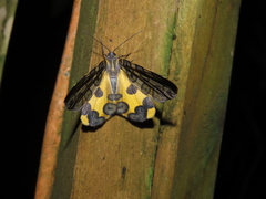 Pantherodes