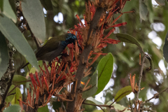 Cyanomitra verticalis