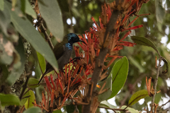 Cyanomitra verticalis