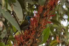 Cyanomitra verticalis