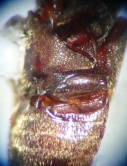 Aulonothroscus validus