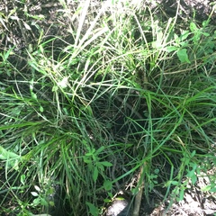 Carex cherokeensis