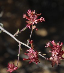 Dyerophytum africanum