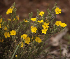 Hibbertia crinita