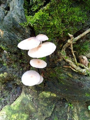 Leucocoprinus cepistipes