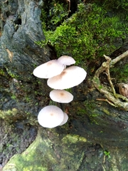Leucocoprinus cepistipes