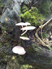 Leucocoprinus cepistipes