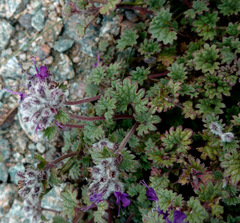 Dracocephalum stamineum