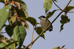 Pogoniulus coryphaea