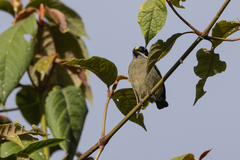 Pogoniulus coryphaea