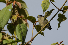 Pogoniulus coryphaea