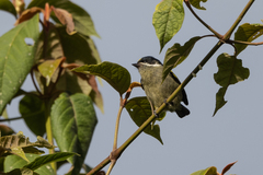 Pogoniulus coryphaea