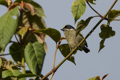 Pogoniulus coryphaea